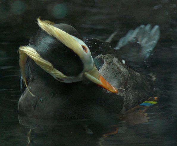 tufted-puffin-preening-captive-
