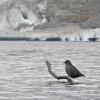 American Dipper, at Mendenhall Glacier, 1