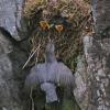 american dipper at nest 4