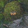 american dipper at nest with young 1