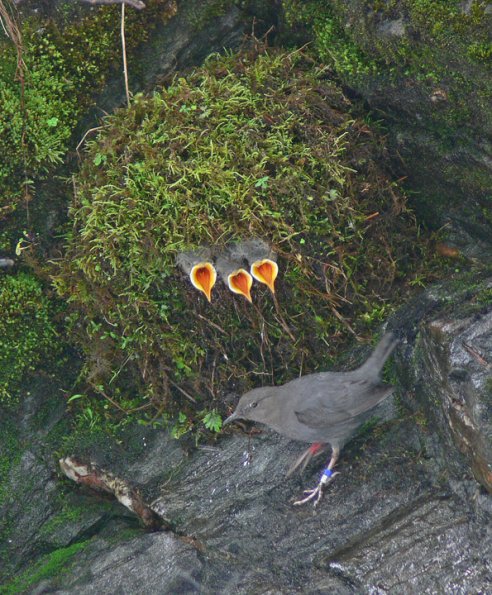 american-dipper-at-nest-with-young-1