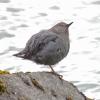 American Dipper, checking for predators