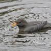 American Dipper eating caddisfly larva