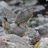 American Dipper feeding fledged youngster