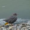 American Dipper, portrait, vertical