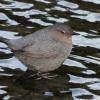 American Dipper, portrait with finepix