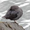 American Dipper, preening