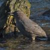 American Dipper, singing