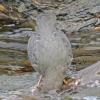 American Dipper, Steep Creek