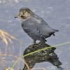 American Dipper, with 3-spine stickleback