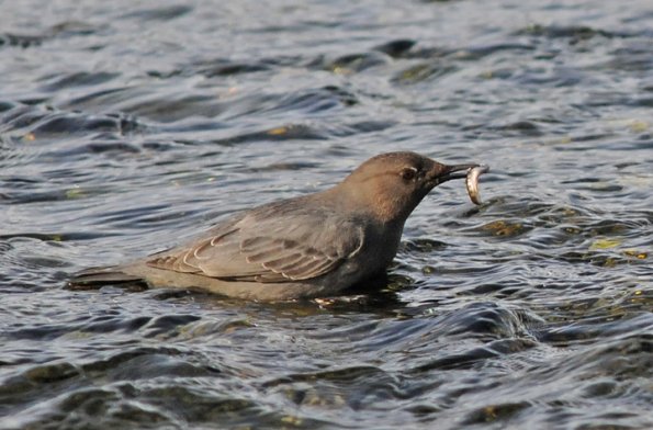 american dipper with chum salmon fry