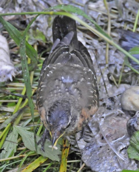 american-robin-juvenile-with-maggot-from-salmon-carcass