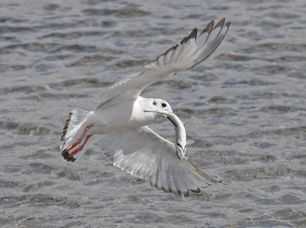 bonaparte-s-gull-with-dolly-varden-modified_1312779008