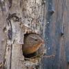 Pacific Wren at tree hole nest