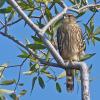 Merlin-Potter-Marsh-August-7