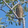 Merlin, Potter Marsh, August 7