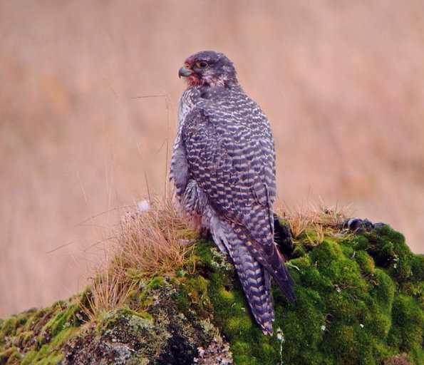 gyrfalcon