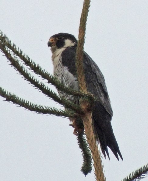 peregrine-falcon-pacific-peale-s-