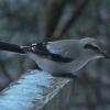 northern-shrike-juneau-in-december