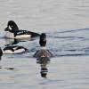 barrow-s-goldeneyes-courting-2