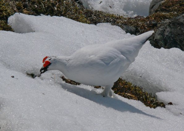 rock-ptarmigan-male-feeding