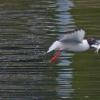Bonaparte-s-Gull-with-herring