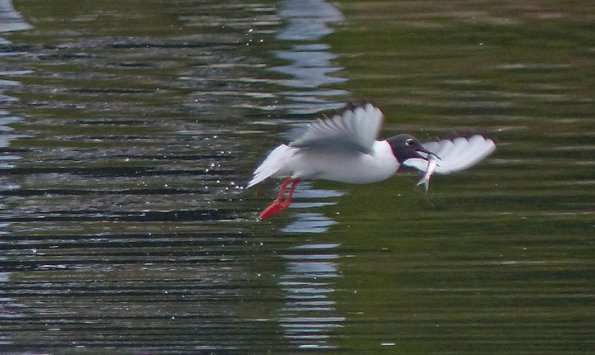 Bonaparte-s-Gull-with-herring