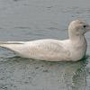 Glaucous-Gull_1413770186