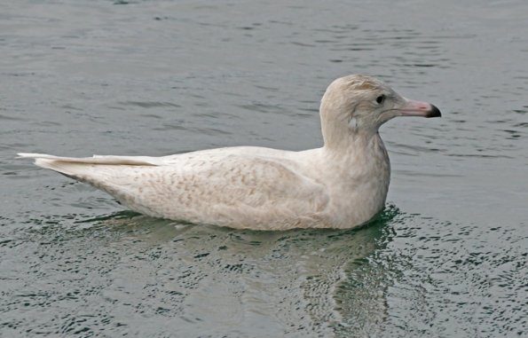Glaucous-Gull