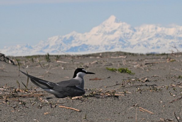 aleutian-tern-mt.-saint-elais-2