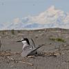 aleutian-tern-mt.-saint-elias-1