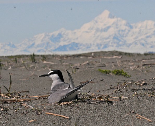 aleutian-tern-mt.-saint-elias-1