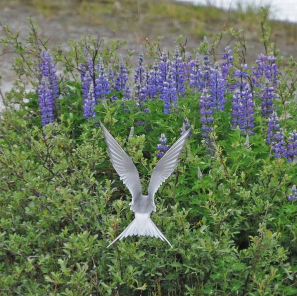 arctic-tern-and-lupine