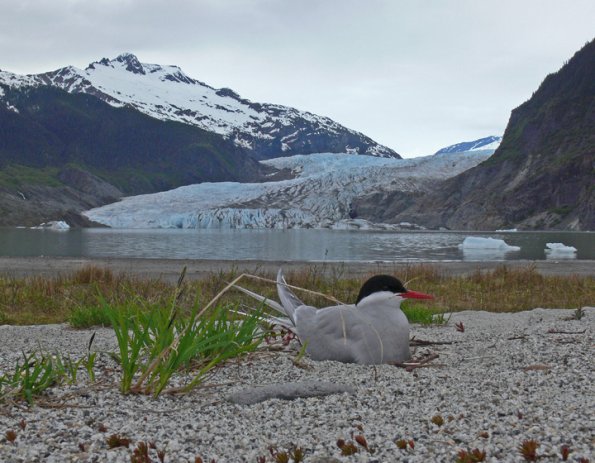 arctic-tern-at-mendenhall-glacier