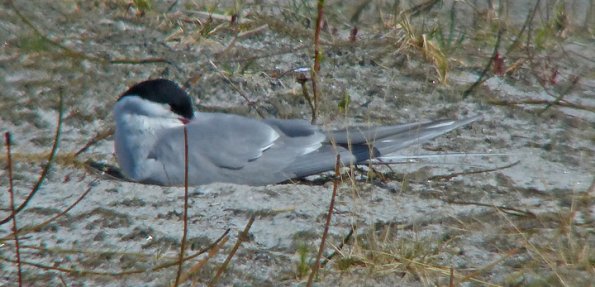arctic-tern-snoozing-while-incubating-may-20