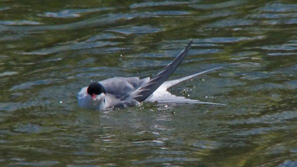 arctic-tern-taking-a-bath-may-20