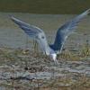 arctic-tern-with-3-eggs-may-20
