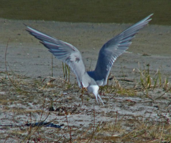 arctic-tern-with-3-eggs-may-20