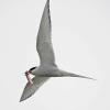 arctic-tern-with-capelin