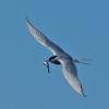 arctic-tern-with-fish-2