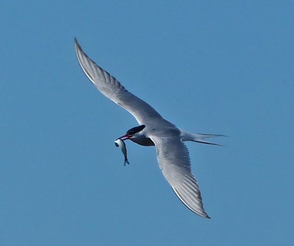 arctic-tern-with-fish-2
