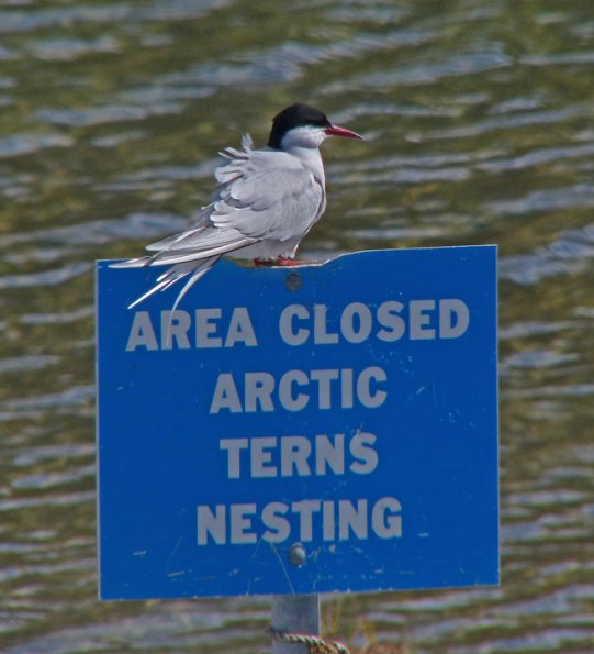 arctic-tern-with-sign-may-20