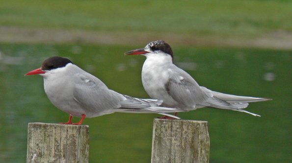 arctic-terns-adult-left-and-juvenile