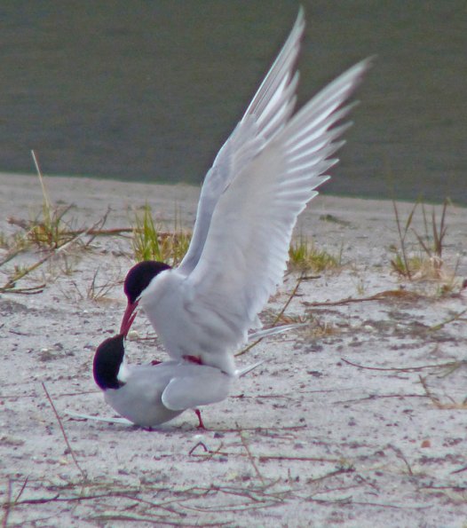 arctic-terns-mating-may-24