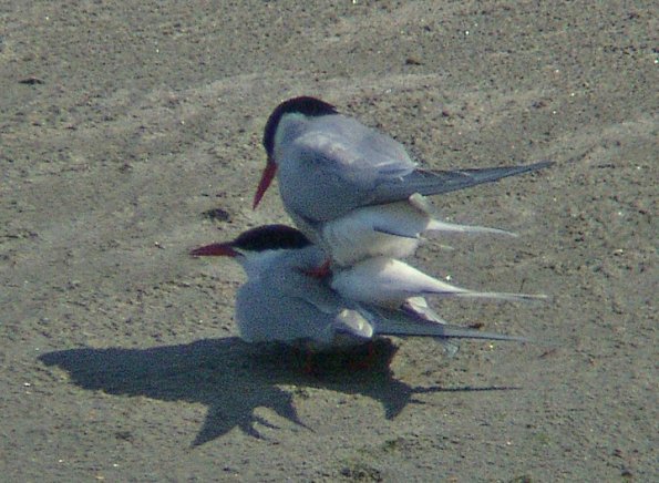 arctic-terns-mating
