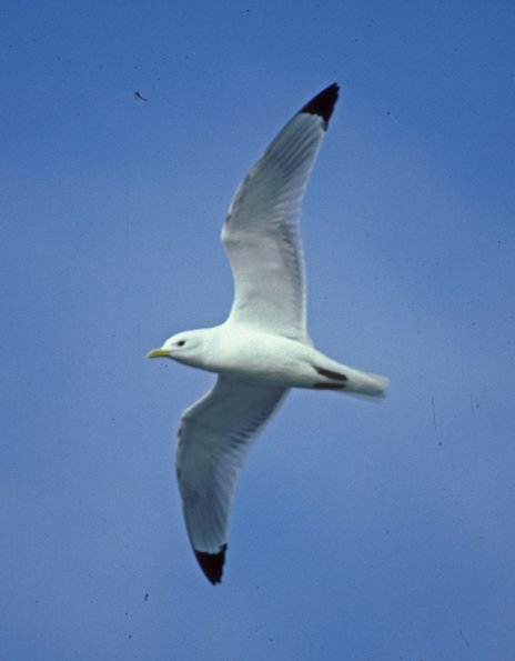 black-legged-kittiwake-in-flight