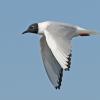bonaparte-s-gull-adult-in-flight