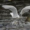 bonaparte-s-gull-adult-with-chum-salmon-egg