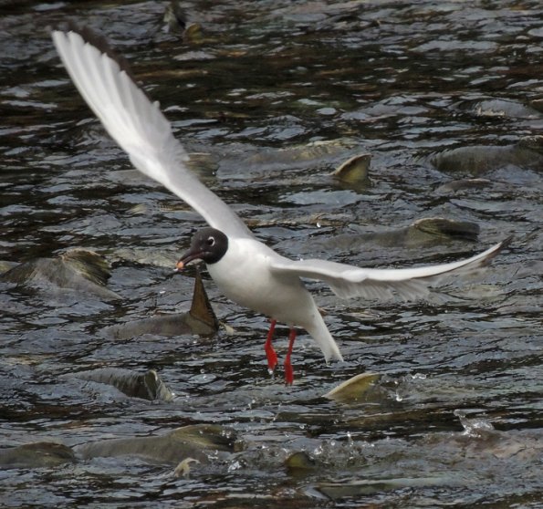 bonaparte-s-gull-adult-with-salmon-egg