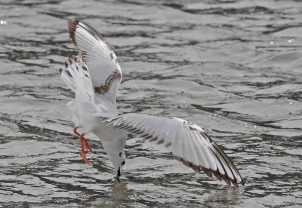 bonaparte-s-gull-immature-after-fish